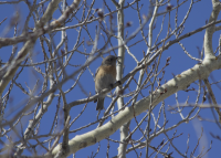 Western kingbird