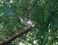 Golden-crowned kinglet