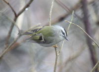 golden_crowned_kinglet_0