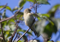 Goldfinch