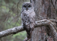 Great grey owl