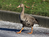 Greater white-fronted geese