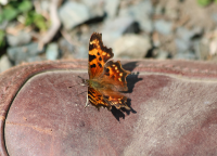 green-comma