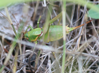 green-swordtail-cricket