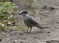 Grey Jay