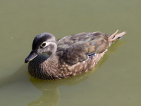 Female wood duck