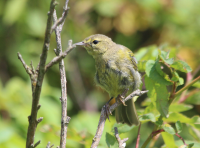 Juvenile common yellowthroat?