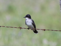 kingbird