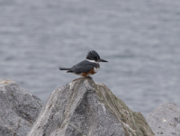 Belted Kingfisher