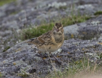 Lapland longspur