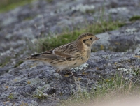 Lapland longspur