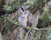 long_eared_owl