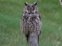 Long-eared owl