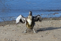 Red-throated loon