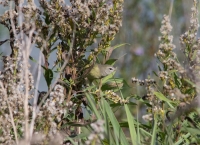 Macgillivray's warbler