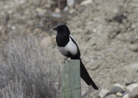 Black-billed magpie