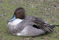 Male pintail