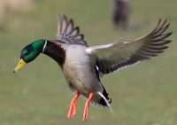 Mallard