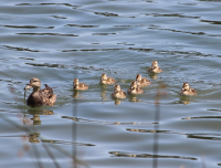 Female mallard and young