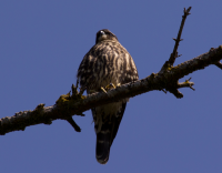 Merlin