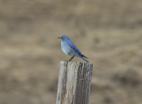 Mountain bluebird