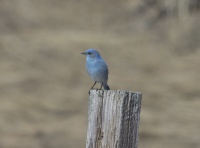 Mountain bluebird