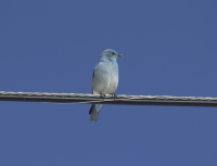 Mountain bluebird