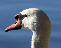 Mute swan