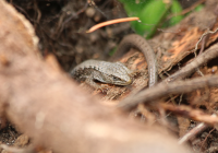 northwest-alligator-lizard