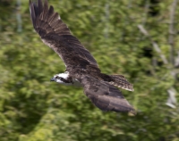 Osprey