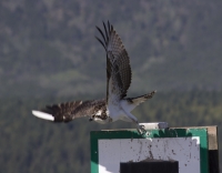 Osprey