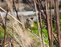 palm_warbler