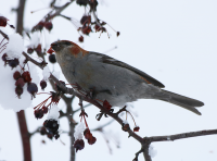 pine-grosbeak