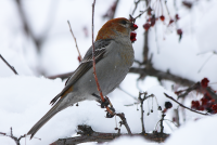 pine-grosbeak2