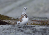 White-tailed ptarmigan