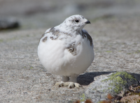 White-tailed ptarmigan