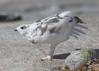 White-tailed ptarmigan