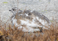 White-tailed ptarmigan