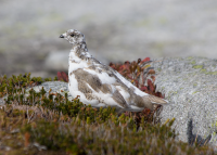 White-tailed ptarmigan