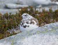 White-tailed ptarmigan