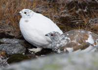 White-tailed ptarmigan