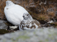 White-tailed ptarmigan