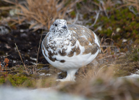 White-tailed ptarmigan