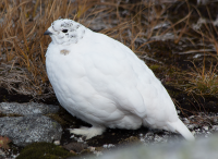 White-tailed ptarmigan