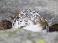 White-tailed ptarmigan