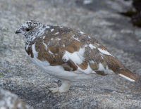 White-tailed ptarmigan