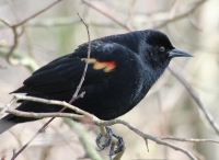 Red-winged blackbird