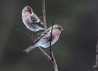 redpoll2