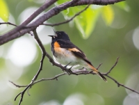 redstart