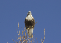 Rough-legged hawk